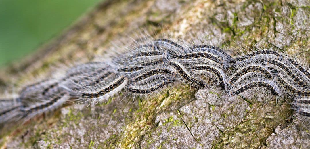 Close-up van een nest eikenprocessierupsen op een boom